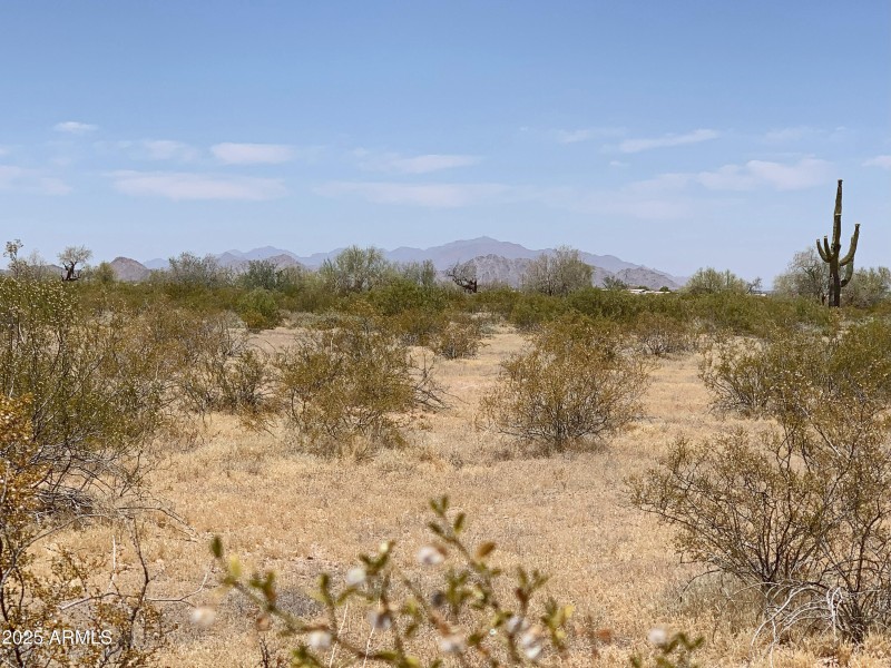 Native Desert Vegetation!