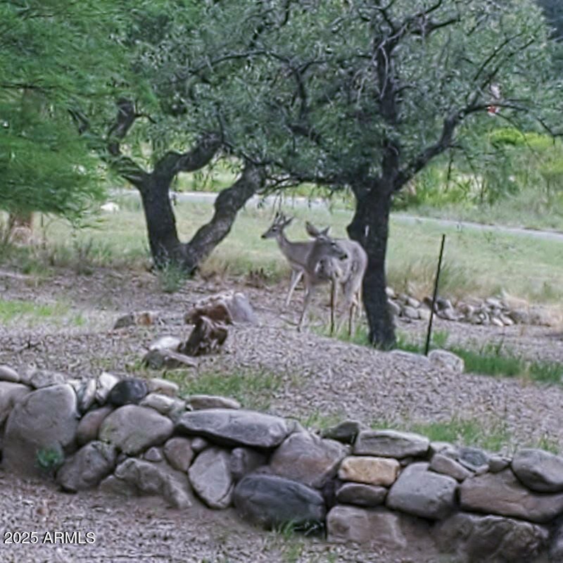 What deers they are