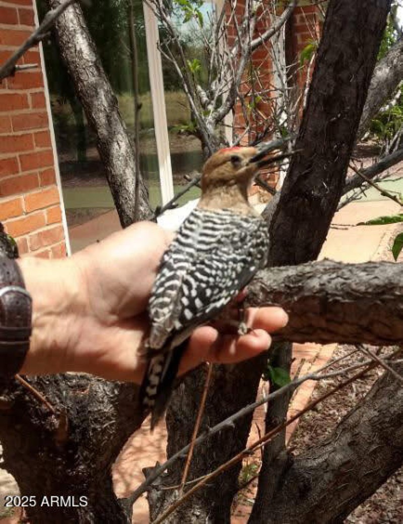 Friendly bird