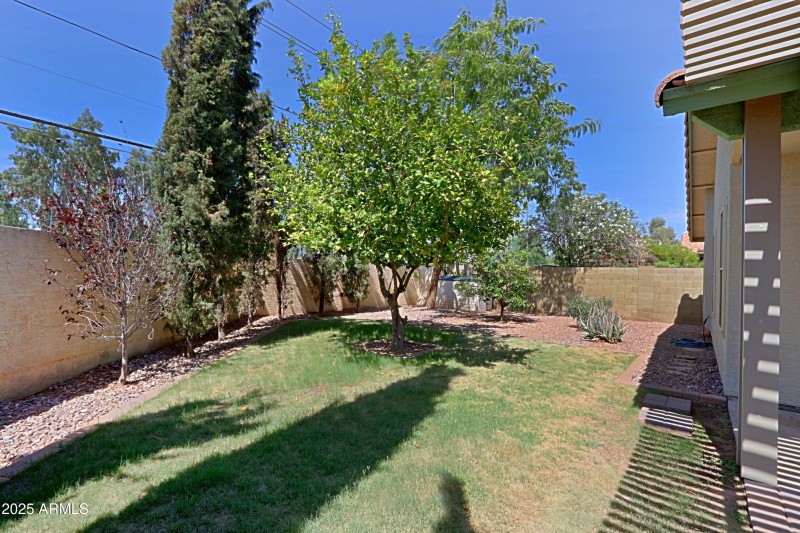 Grassy backyard
