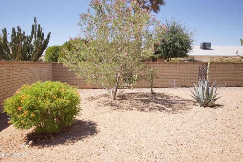 Back yard DSC06705