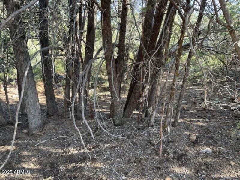 Lodgepole 5