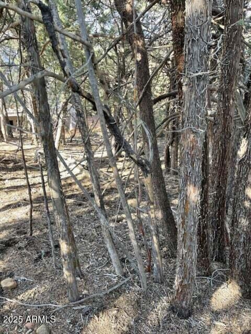 Lodgepole 4