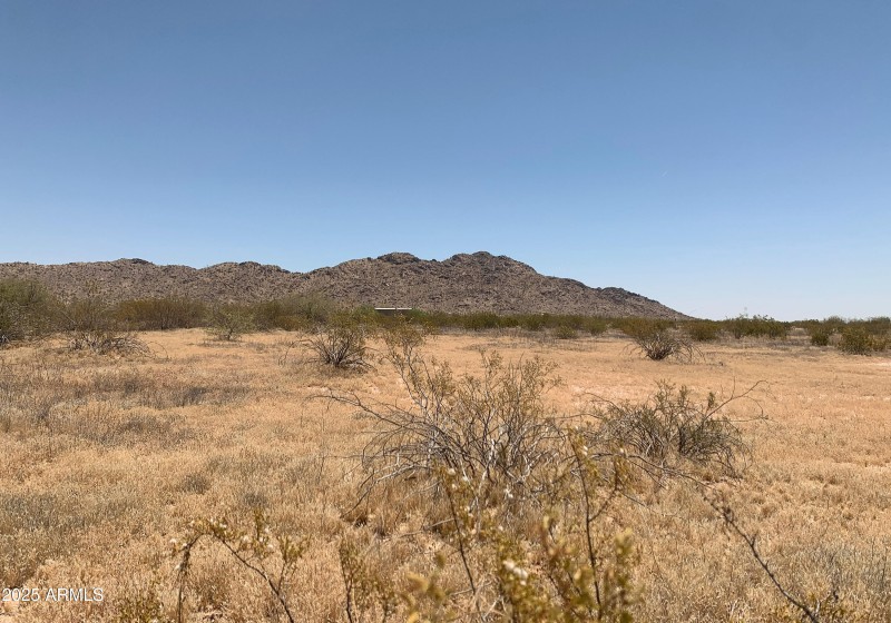 Pristine Desert Vegetation!