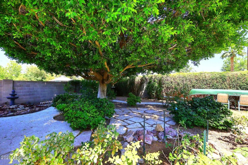 Backyard3 (1)