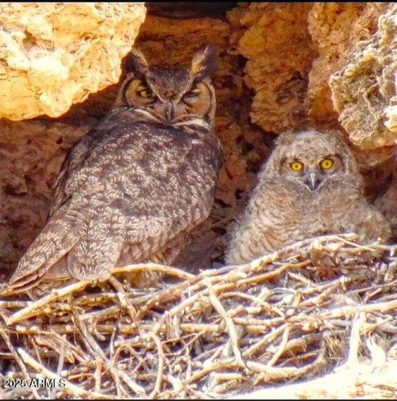 The Watchers