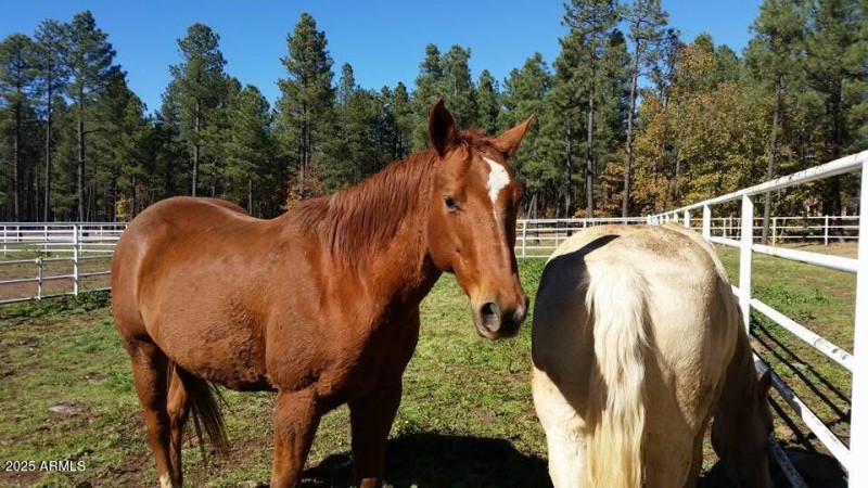 Horse Facilities
