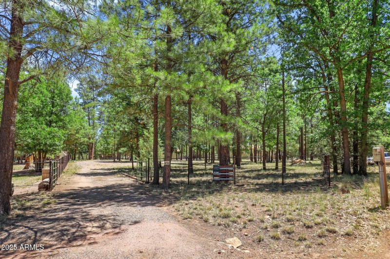 beautiful trees