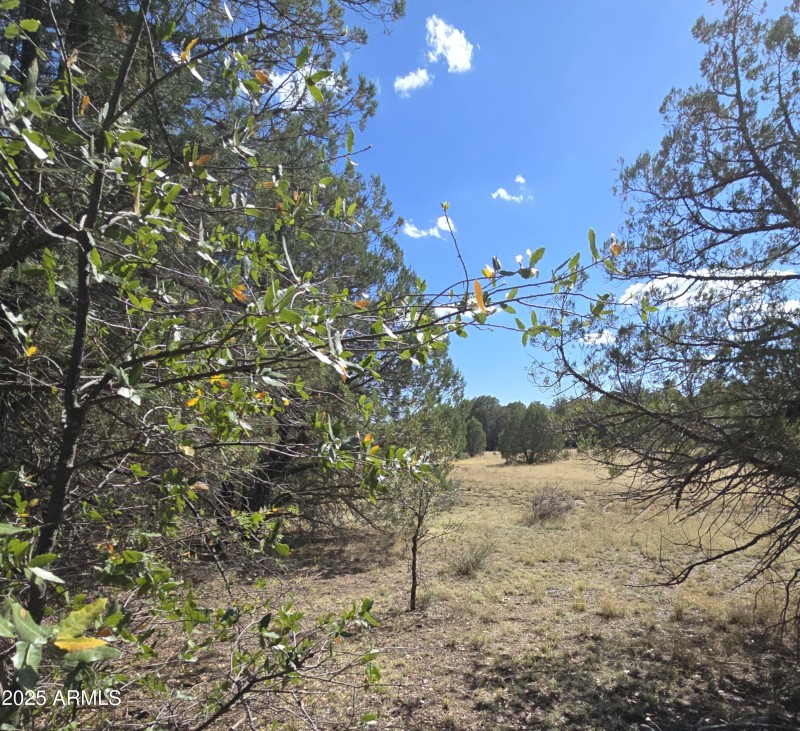 5 Acres Meadow thru Trees on W end