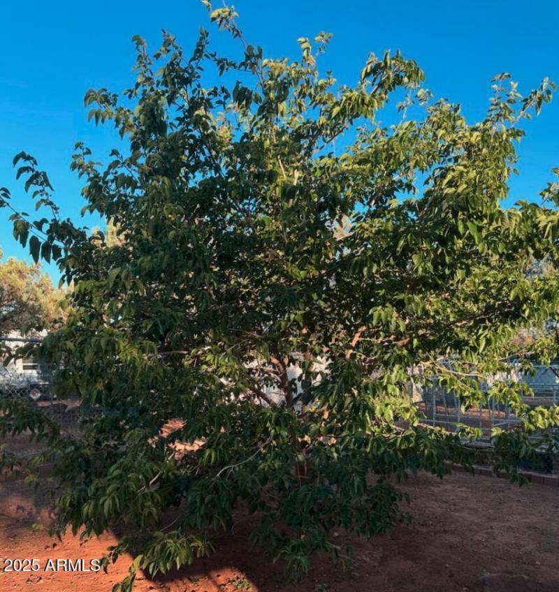 Fruit Trees