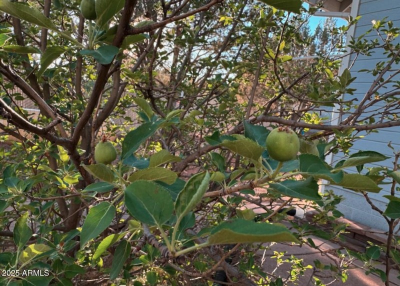 Fruit Trees