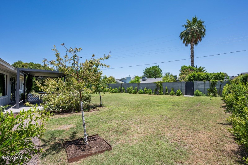 Backyard