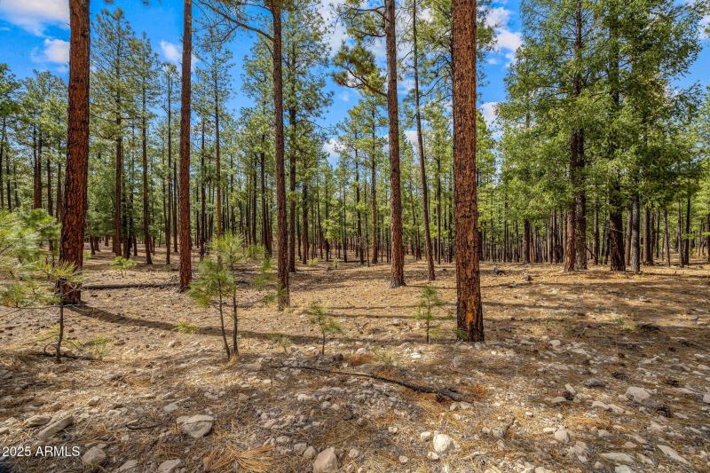 CountyRoad2325-Alpine-AZ-2