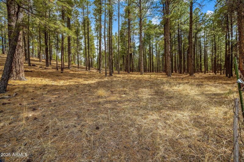 CountyRoad2325-Alpine-AZ-6