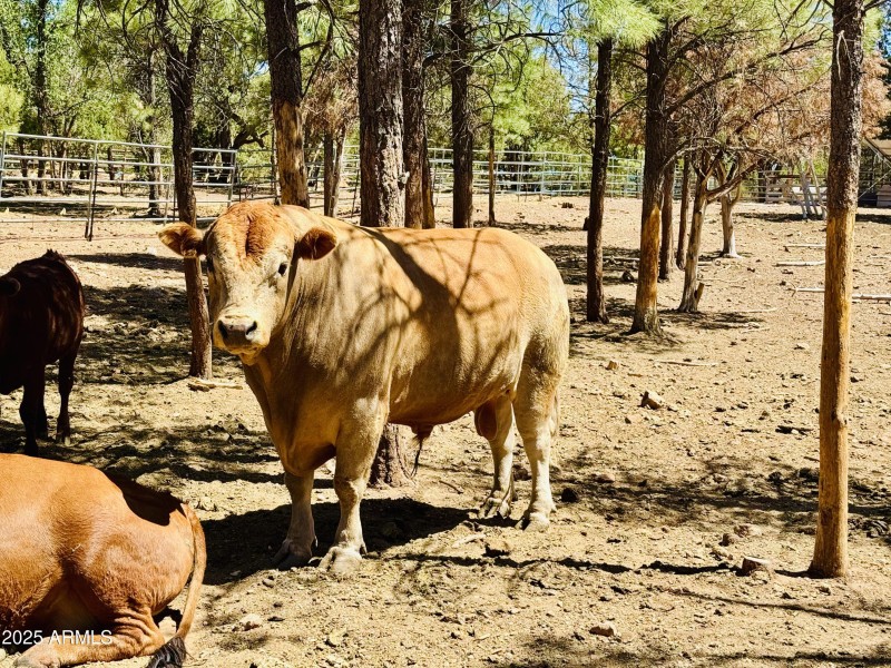 Bull/cow arena