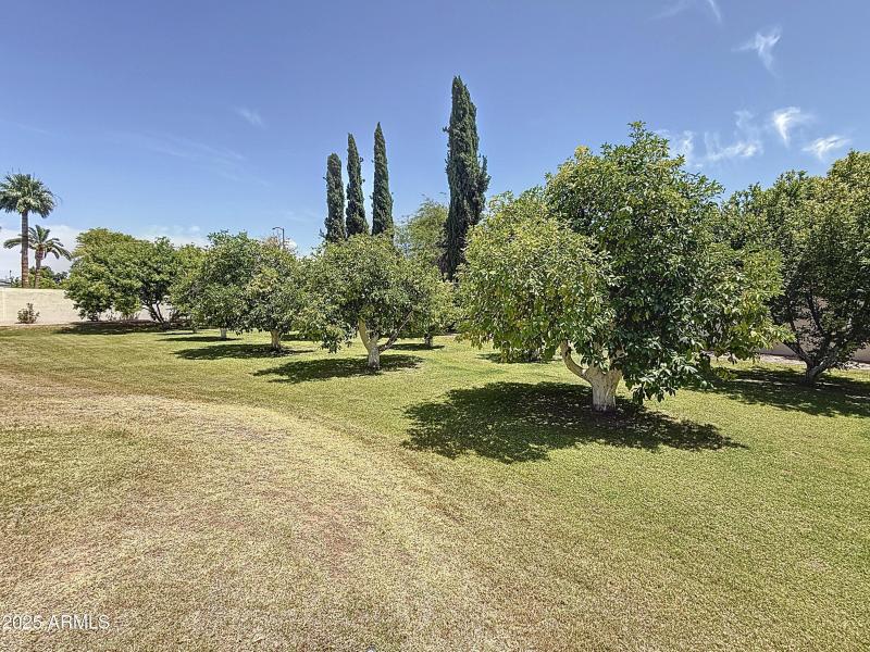 Orchard