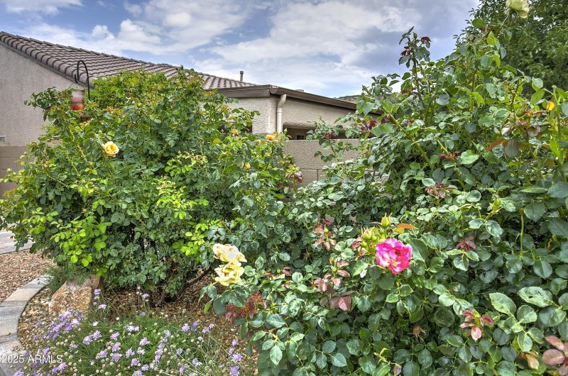 Rose Garden