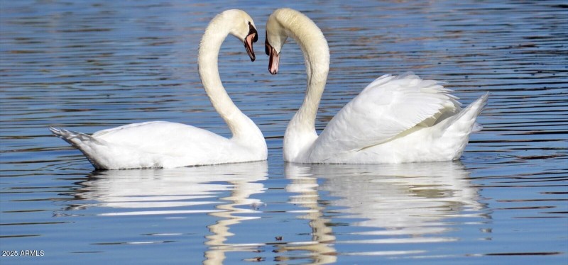 swans_7