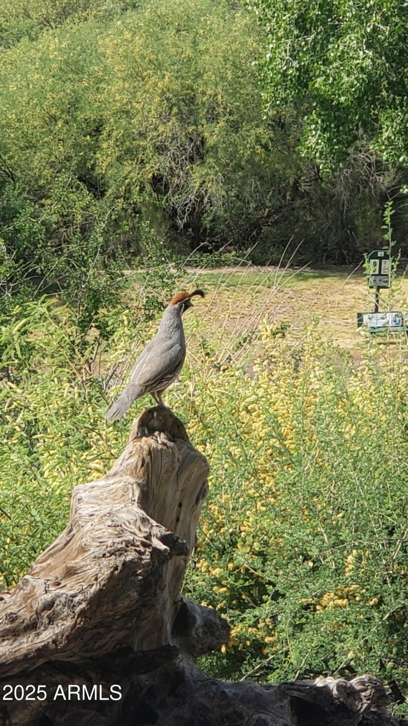 quail