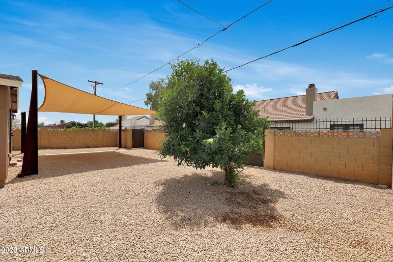 Backyard Orange Tree