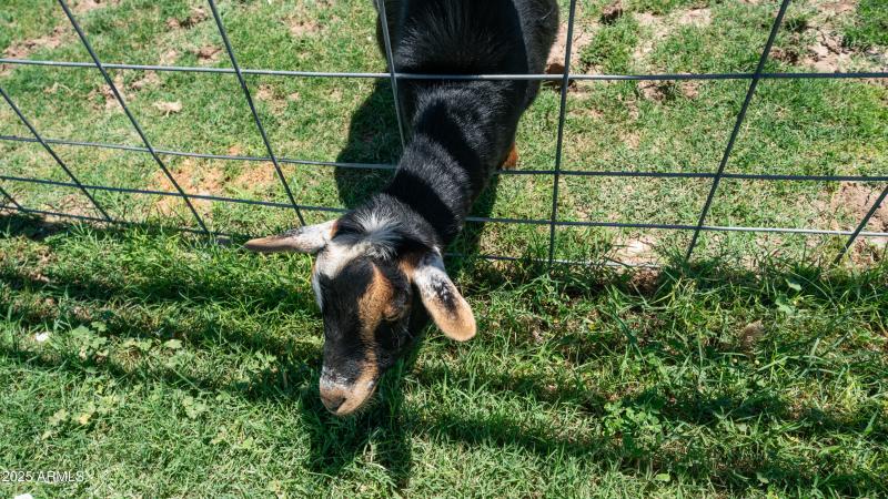 Goats, chickens, livestock your choice