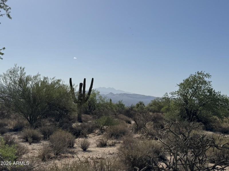 Saguaro w Mountain Views