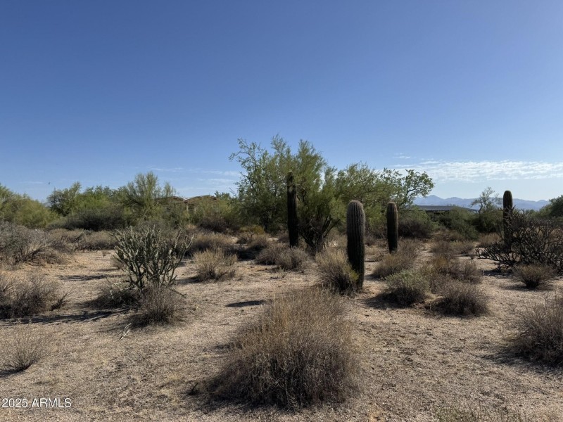 Lots of Saguaros