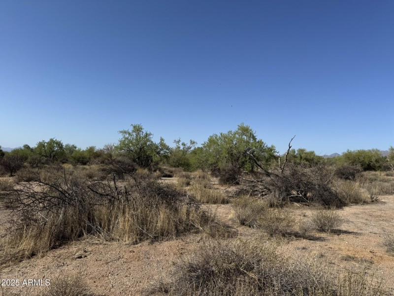 Natural Desert Vegetation