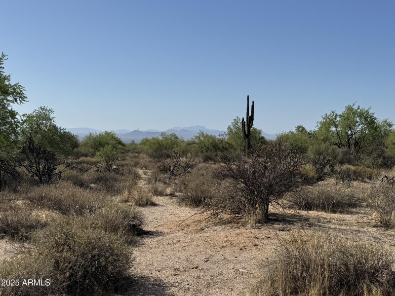 Mature Saguaros