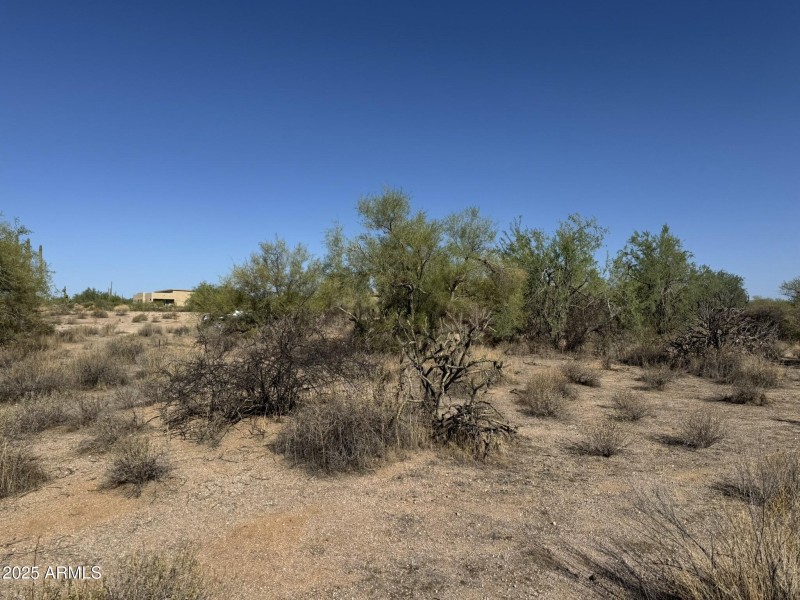 Desert Vegetation