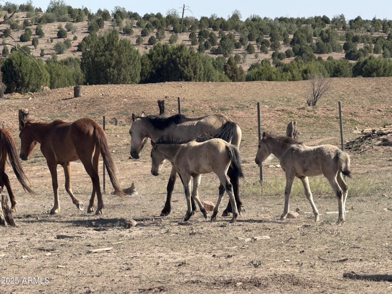 WILD HORSES IN THE FOREST NEAR BY