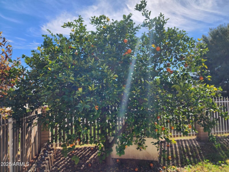 Oranges