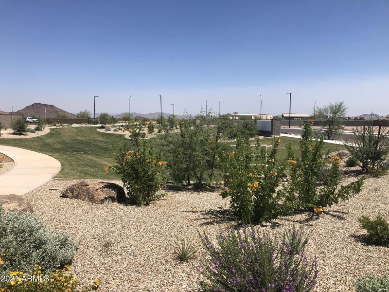 Beautiful Desert Landscaping(2)