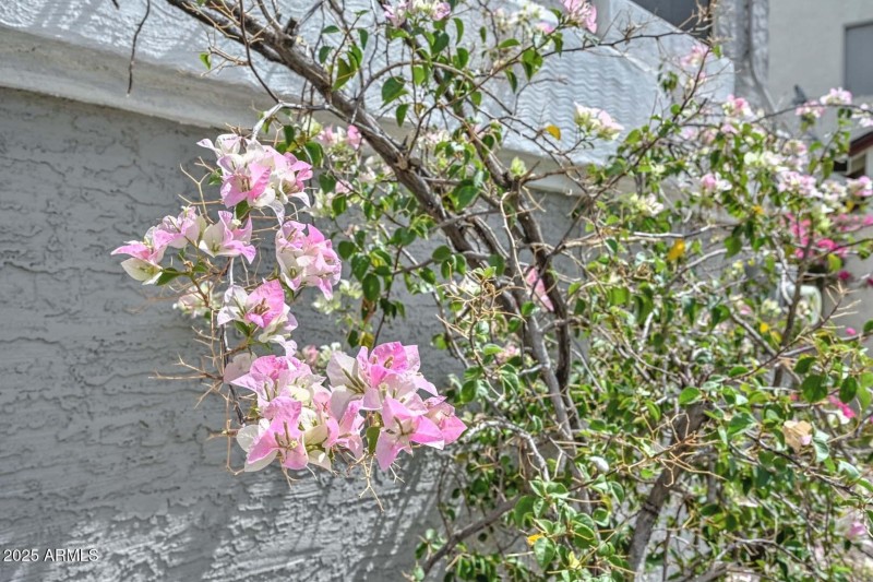 Garden Blooms