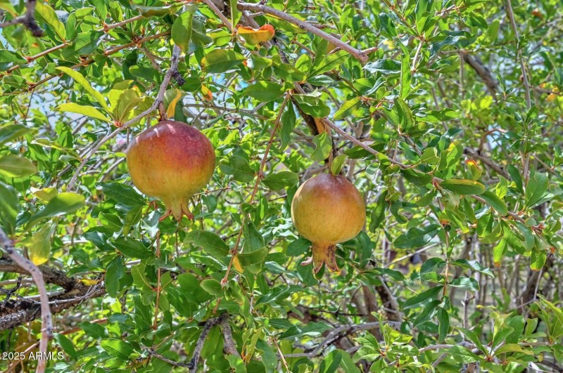 Pomegranates