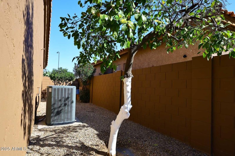 Citrus Trees