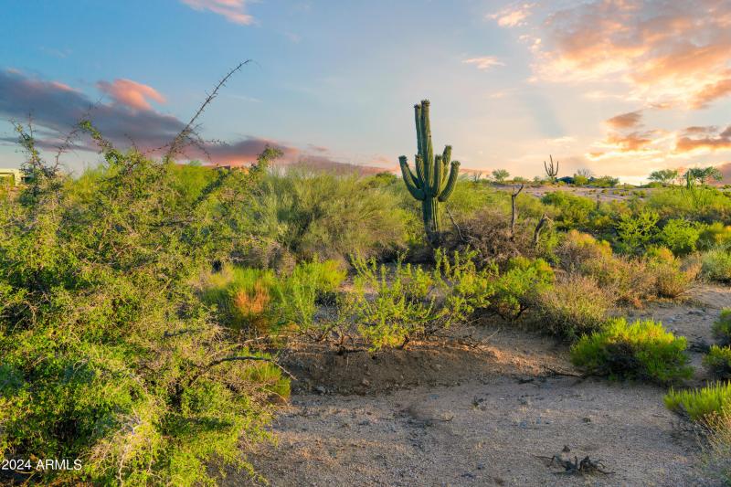 Natural Desert