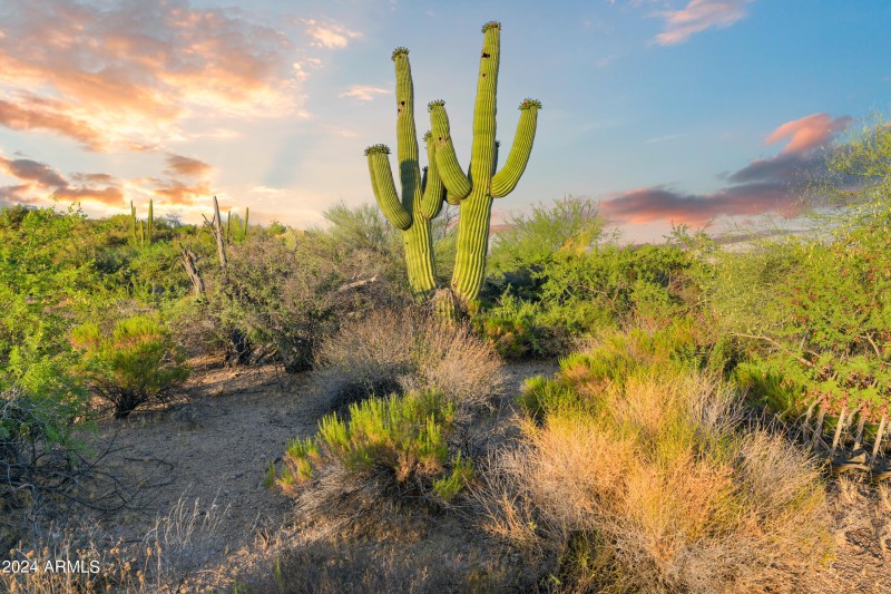 The Saguaros