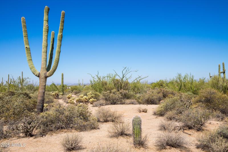 Desert Sanctuary