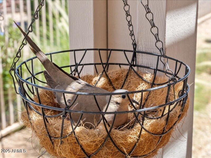 Peaceful doves