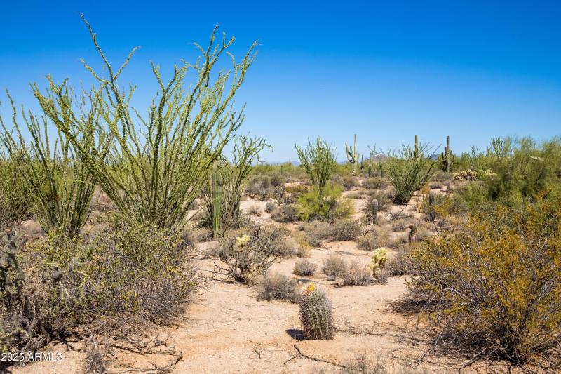 Natural Desert