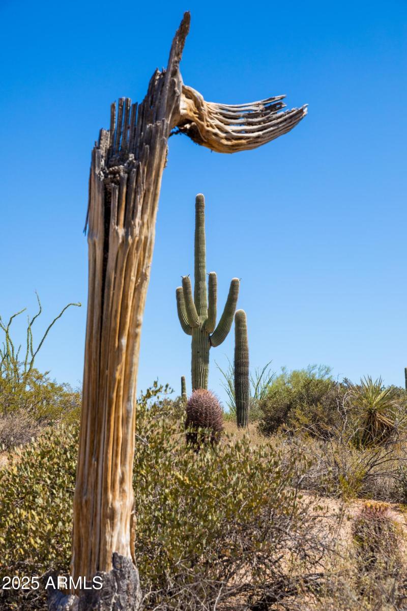 Mature Saguaros