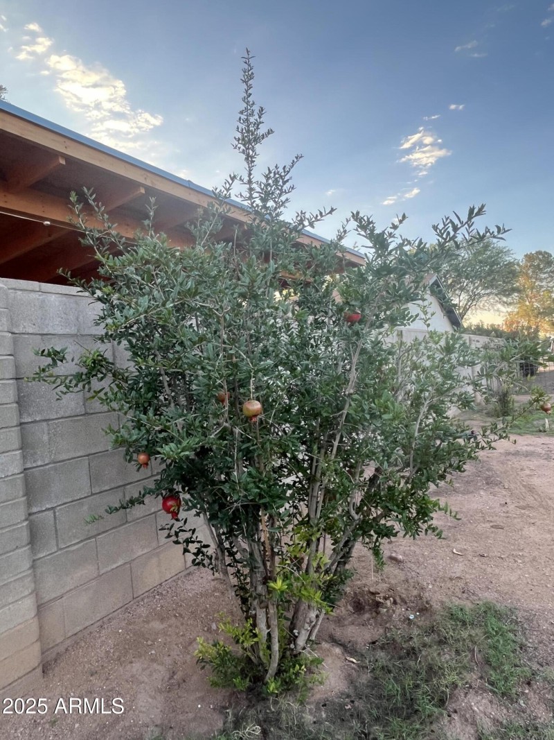 pomegranate