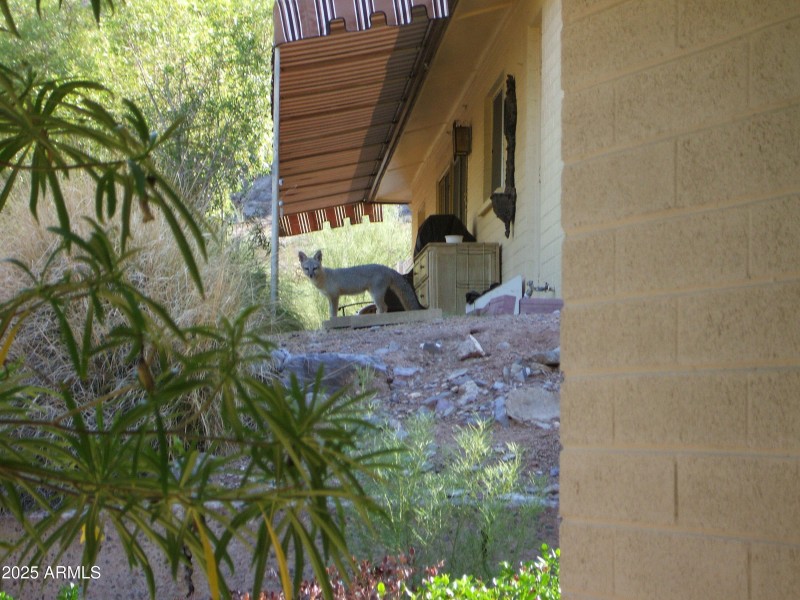 Kit Fox 082907