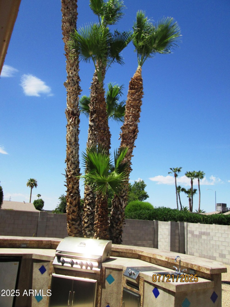 back yard