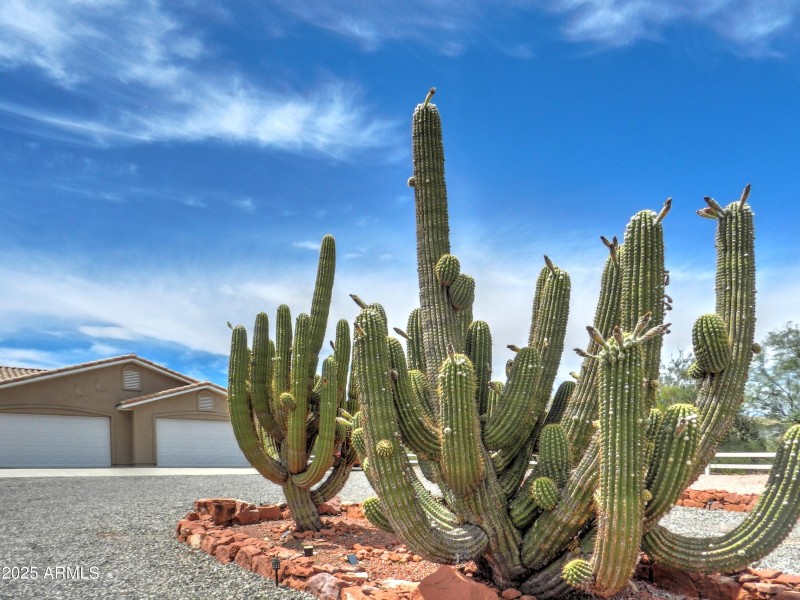 Front Cacti 2