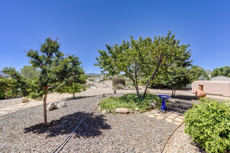 Back Yard 1