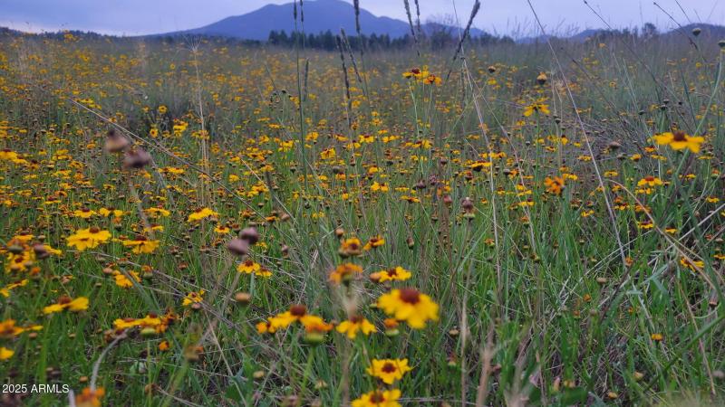 Daisy land 2