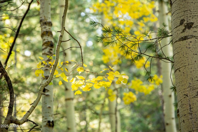 fall colour1