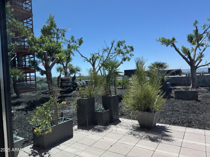 Trees Just Trimmed on Private Terrace